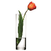 Botanica Glass Cylinder Vase 27cm