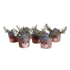 Cupkits Reindeer Cupcake Decorating Kit (Pack 6)