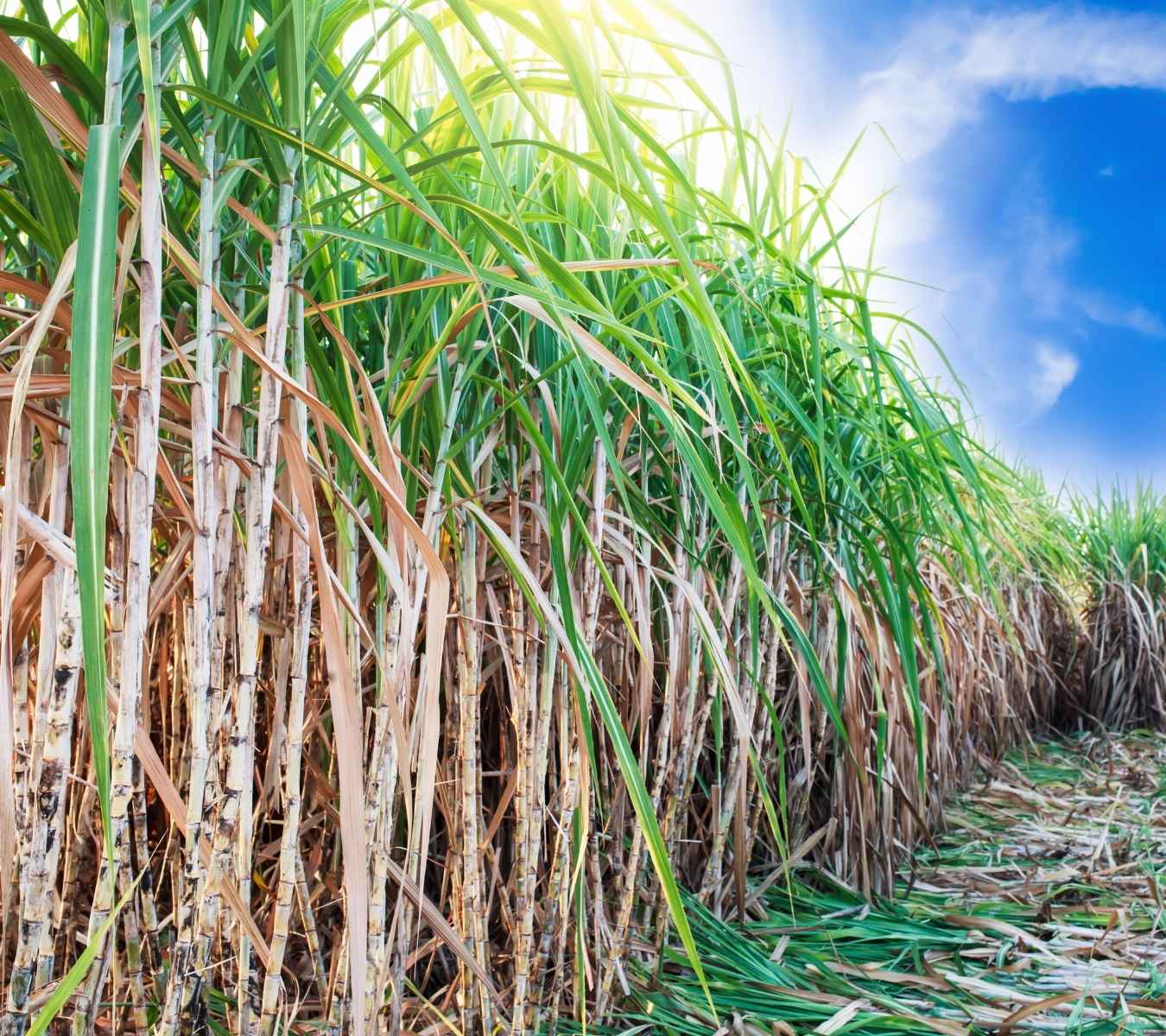 Sugar cane in a field